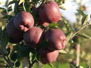 Яблоки из Польши от производителя польская компания.