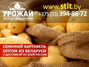 Семенной картофель из Беларуси оптом